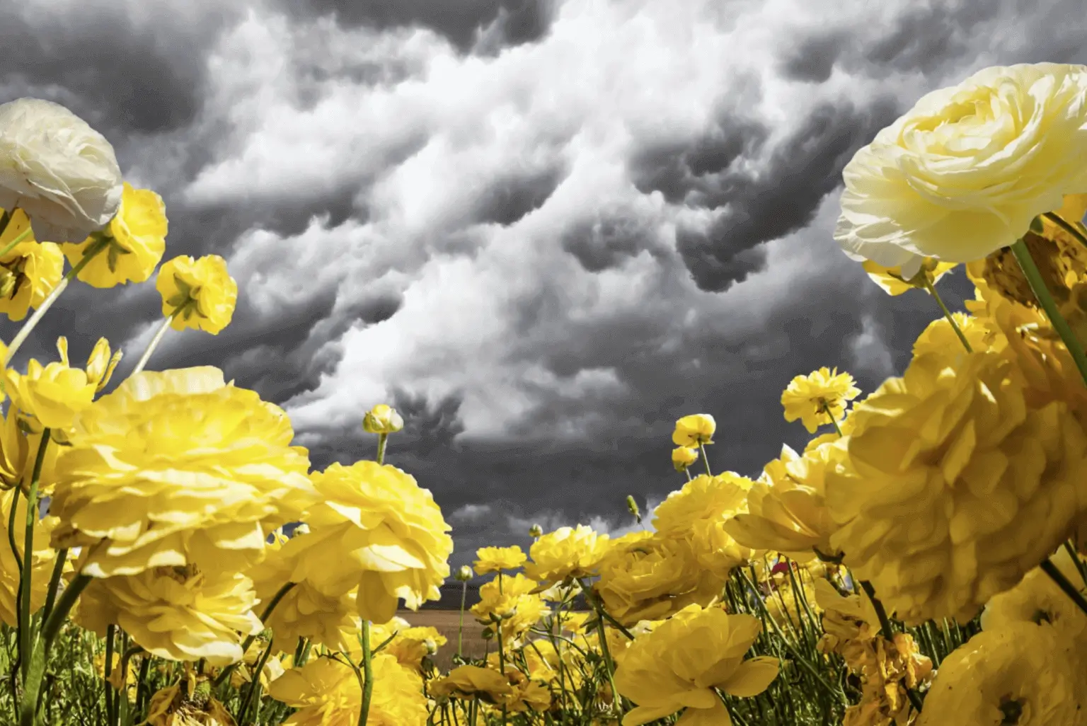 Sprint storm flowers